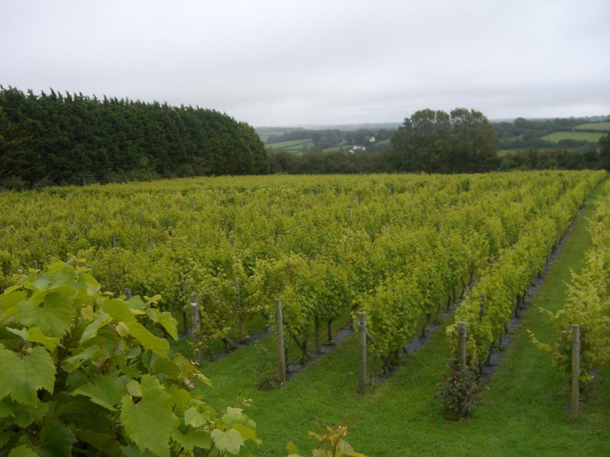 Glyndwr Vineyard Hotel Cowbridge Bagian luar foto